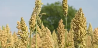 benefits of millets to farmers