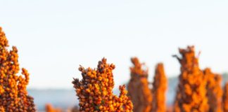 kharif seasons crops