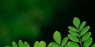 what is moringa