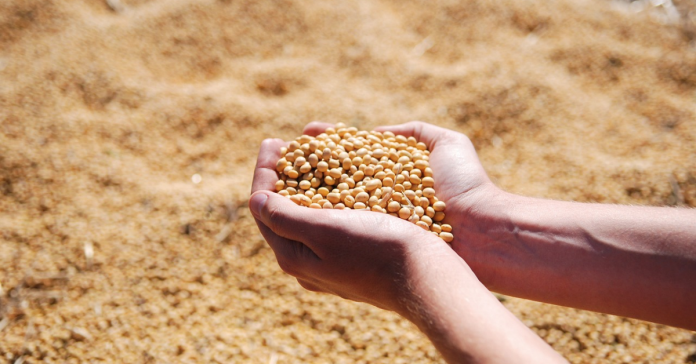 Geolife Carbon Stone: Boosts soybean growth, enhances yield, and enriches soil fertility sustainably