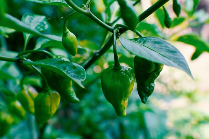 Geolife No Virus: Organic Solution for Chili Crop Viral Disease Management 