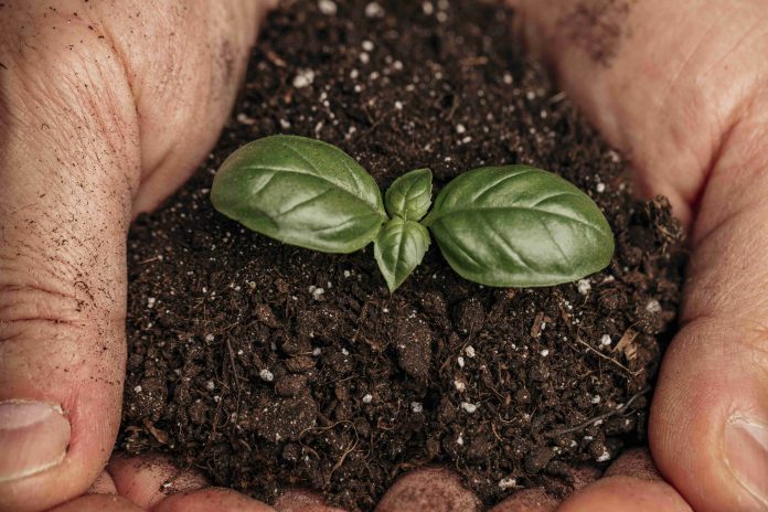 Carbon-Stone: Enhance Soil Carbon, Nutrient Availability, and Crop Growth