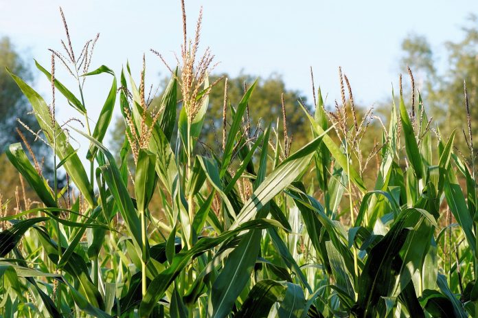 Tabsil: Effervescent Silicon Tablets for Stronger, Healthier Crop Growth