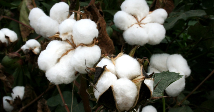 Geolife Carbon Stone: Boosts soil health, improves cotton growth and yield, eco-friendly farming