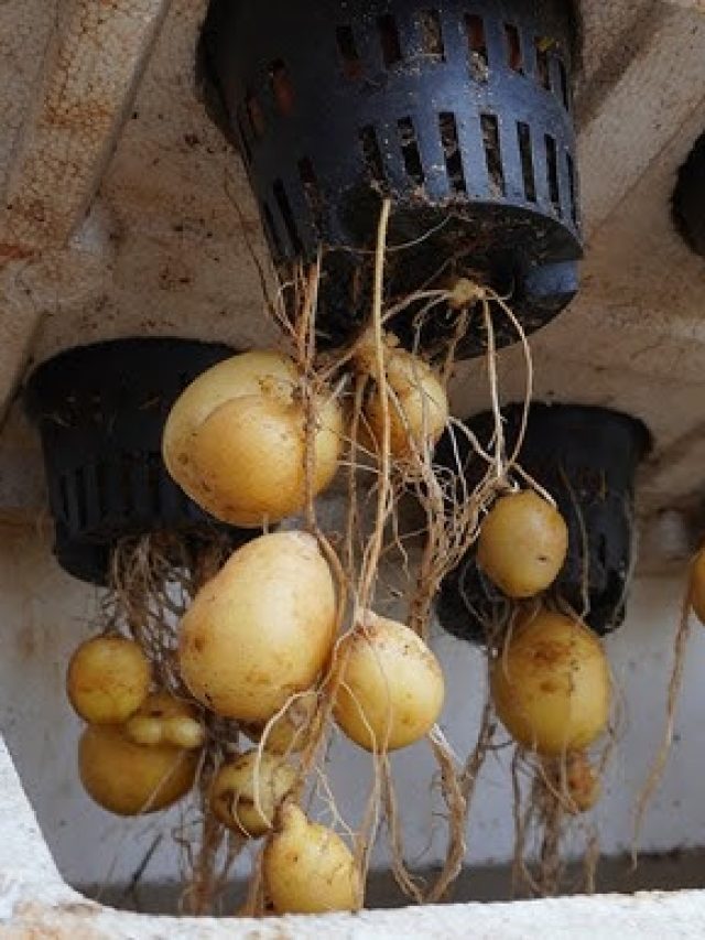 Aeroponic Potato Farming: Growing Potatoes in Air, No Soil!