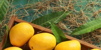 alphonso mango