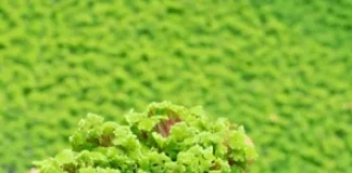 azolla farming