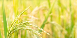 close-up-paddy-rice-plant (1)