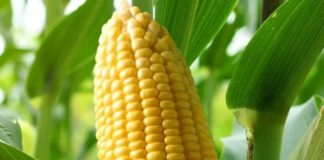 Close-up,Corn,Cobs,In,Corn,Plantation,Field.