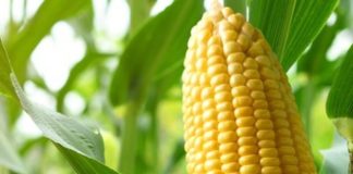 Close-up,Corn,Cobs,In,Corn,Plantation,Field.