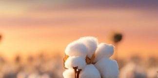 cotton diseases