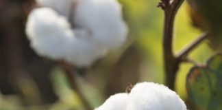 cotton harvest at agriculture field