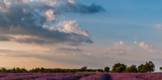 Learn How to Grow Lavender Easily