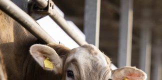 Indian Dairy Cow Breeds for High Milk Production