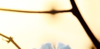 Cotton - India's White Gold