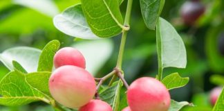 Carunda or Karonda fruit on tree organic garden