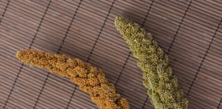 Nutritional and health benefits of millets