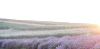 lavender-6398415_1280