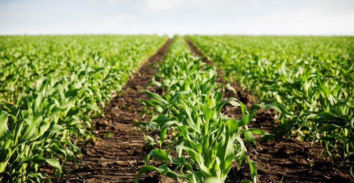Bactogang 24: Boost Soil Fertility and Crop Growth with Microbial Power