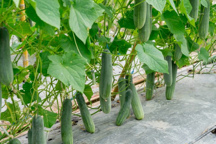 Geolife No Virus Bio Viricide: Organic Solution for Cucumber Viral Diseases and Plant Health 