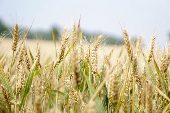 Vigore: Promote Plant Health, Faster Growth, and Disease Resistance