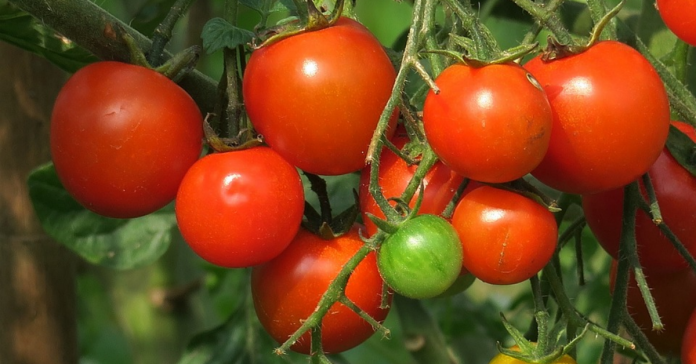 Geolife Tabsil: Optimizing Tomato Growth from Germination to Harvest with Ortho-Silicic Acid