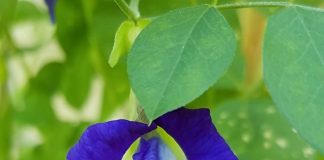 butterfly pea creeper