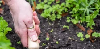 hand weeder tool