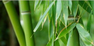 bamboo tree