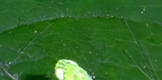 brinjal leaf hopper