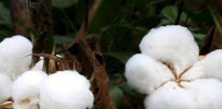 bt cotton