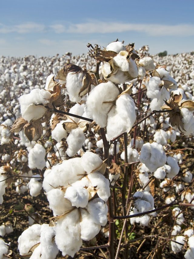 White Gold: The Importance of Cotton