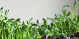 microgreens