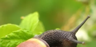 get rid of snails in garden