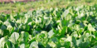 Top Profitable Vegetables to Grow in Rainy Season