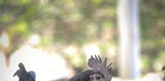 Kadaknath Chicken