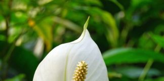 PEACE LILY CARE- BENEFITS, GROWTH AND COMMON ISSUES