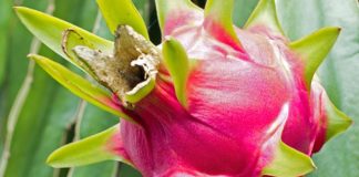 Fresh Dragon fruit
