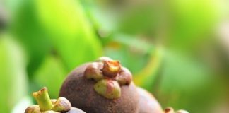 mangosteen