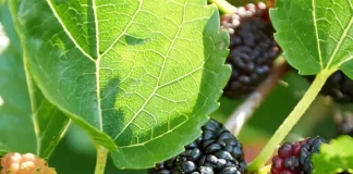 mulberry cultivation