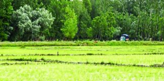 rainy season crops