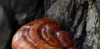 reishi mushroom