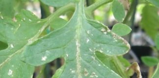 Tomato Thrips