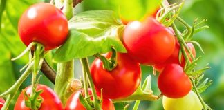 Tomato organic fertilizers