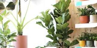 top 10 indoor plants