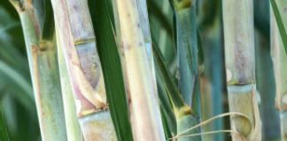 top 5 by-products of sugarcane