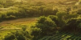 top 5 benefits of agroforestry