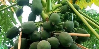 papaya tree