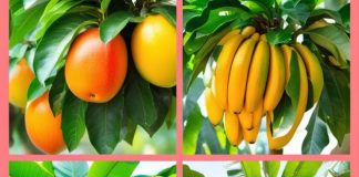 fastest fruit growing trees