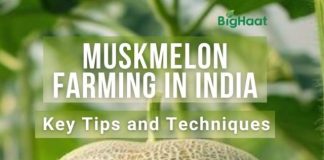 muskmelon